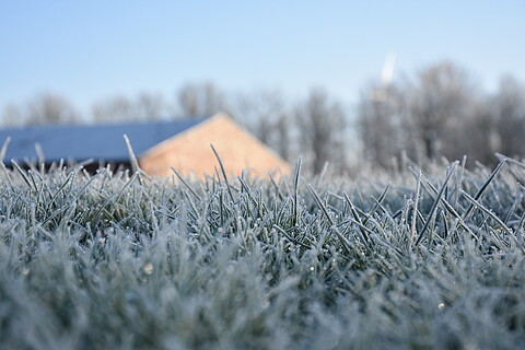 Ein winterliches Foto aus der Froschperspektive zeigt Gras im Frost und im Hintergrund ein von der Sonne angestrahltes Gebäude